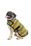 Camp Green Blanket Dog Coat