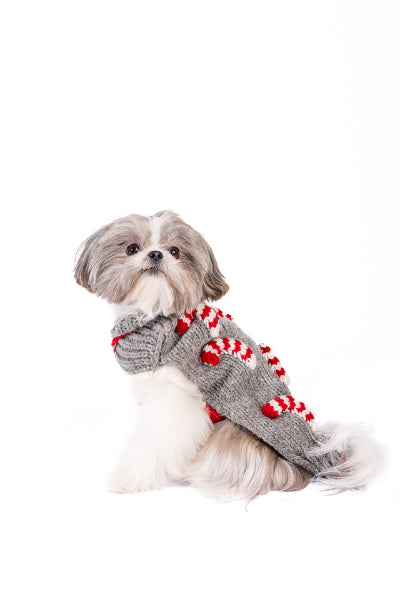 Dog wearing gray wool sweater accented with candy canes on white background. 