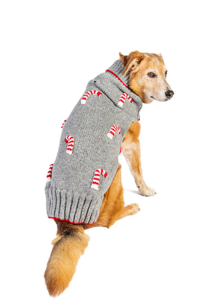 Dog wearing gray wool sweater accented with candy canes on white background. 