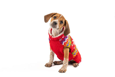 Dog wearing a red sweater with floral patterns on a white background