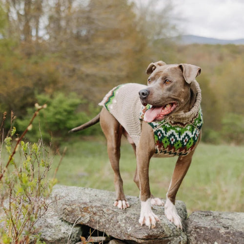Dog wearing brown sweater with multicolor standing on rock with meadow in background.