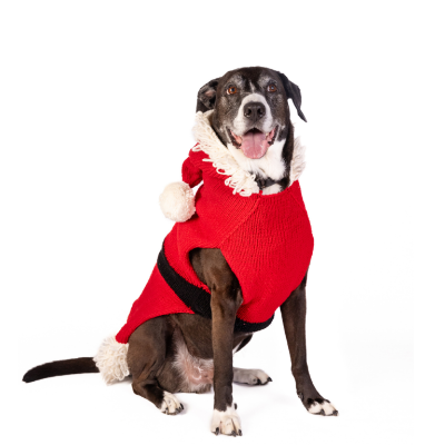 Dog wearing red santa hoodie sweater with black belt and white accents