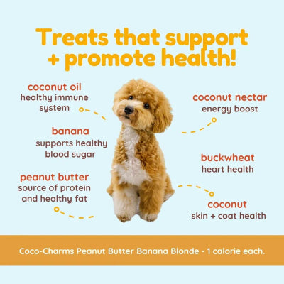 Dog with health benefits listed on a light blue background
