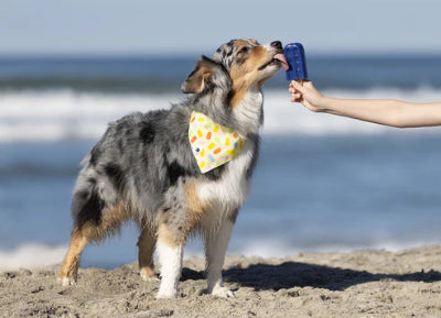 Dog on a beach with a person holding a popsicle