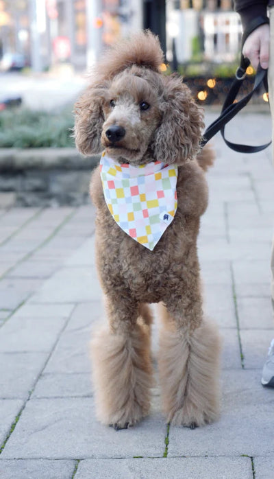 Brown dog wearing a colorful bandana on a leash in an urban setting