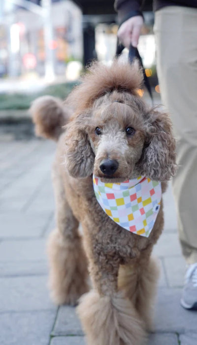 Brown dog with a colorful bandana walking on a sidewalk