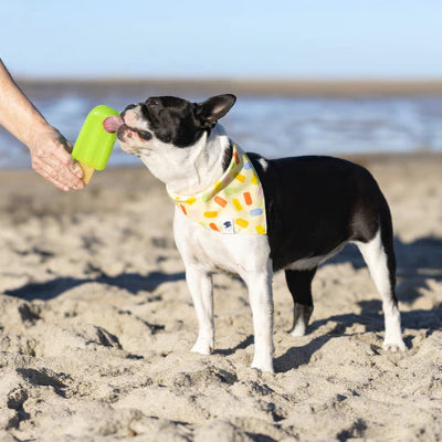Dog on a beach with a colorful bandana, eating a popsicle.