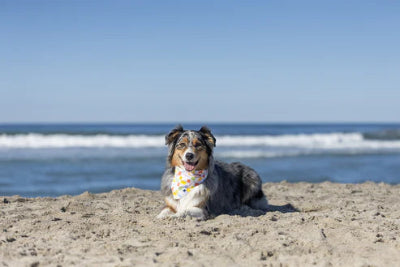 Dog sitting on a sandy beach with ocean waves in the background