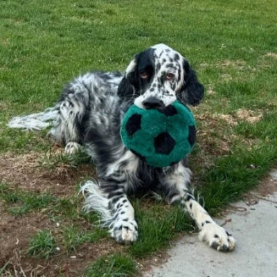 Dog playing with a green toy on grass