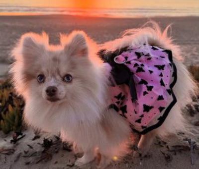 Small dog wearing a pink and black patterned coat on a beach at sunset.