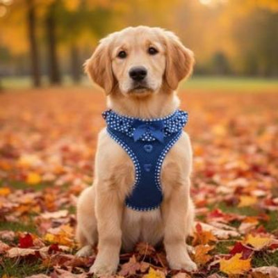 Dog wearing a navy blue harness in an autumn setting with fallen leaves.