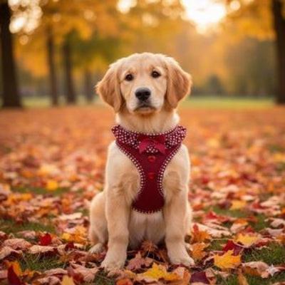 Dog wearing a wine polka dot harness sitting on a path with autumn leaves and trees in the background.