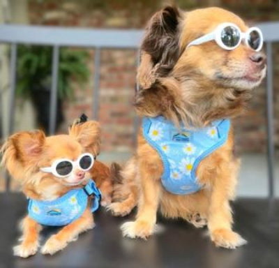 Two small dogs wearing sunglasses and blue outfits on a black surface.