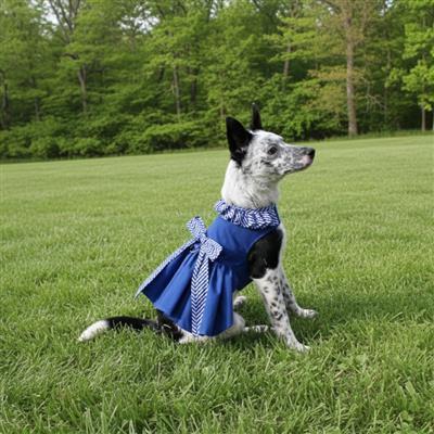 Dog wearing a blue dress sitting on grass with trees in the background