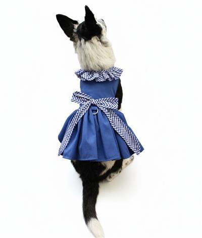 Dog wearing a blue dress with a white background