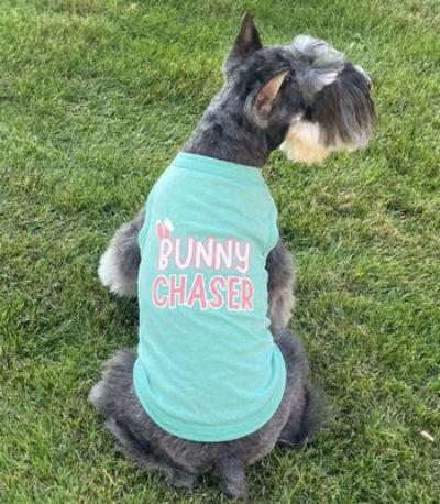 Dog wearing a turquoise shirt with 'Bunny Chaser' text on grass