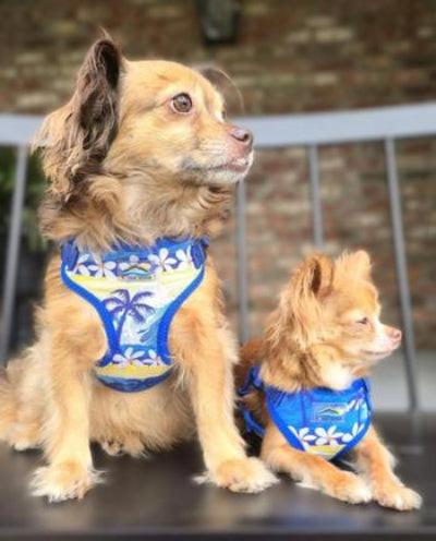 Two dogs wearing blue harnesses with floral patterns on a black surface.