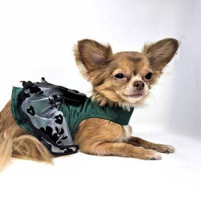 Dog wearing green and black satin dress on white background