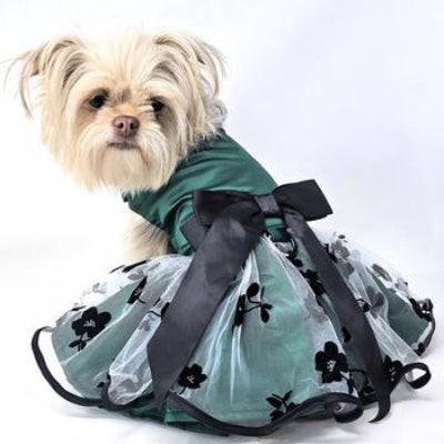Dog wearing green and black dress with large bow on white background