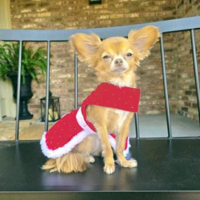 Front view of dog wearing red velvet dog dress with sparkles featuring white belt with rhinestone buckle and white faux fur trim.