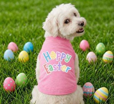 Dog wearing a 'Happy Easter' shirt surrounded by colorful Easter eggs on grass