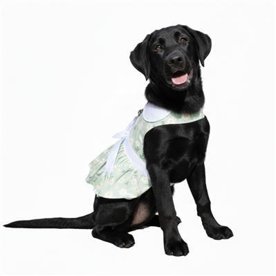 Black dog wearing a green dress with white polka dots on a white background