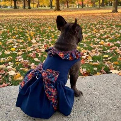 Dog in a blue dress with plaid accents sitting on a stone ledge in a park with fallen leaves.
