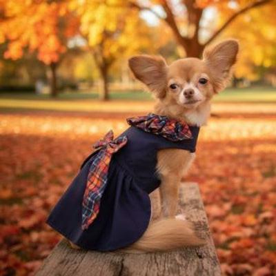 Small dog in a dark blue dress with plaid trim standing on a log in an autumn park.