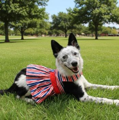 Dog wearing a colorful outfit lying on grass with trees in the background