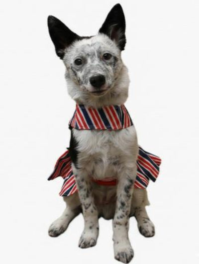 Dog wearing a red, white, and blue dress on a white background