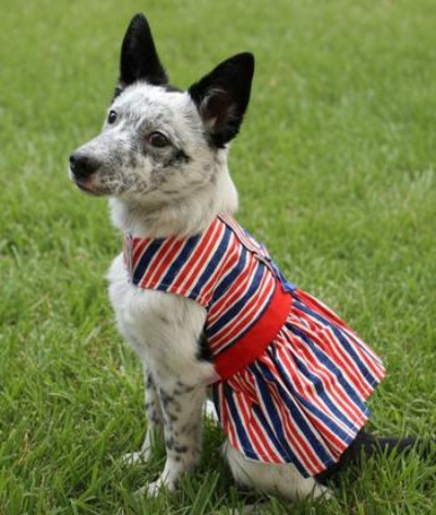 Dog wearing a red, white, and blue striped dress on grass