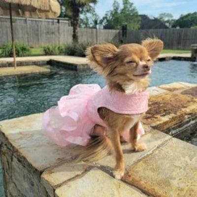 Small dog wearing a pink dress standing by a pool.