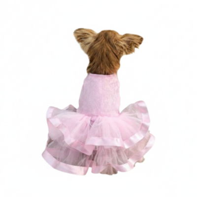 Small dog wearing a pink tutu dress on a white background