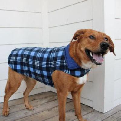 Dog wearing a blue plaid coat standing on a wooden deck.