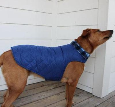 Dog wearing a blue coat standing on a wooden deck against a white wall.