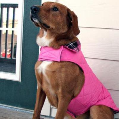 Dog wearing a pink coat standing on a wooden deck.