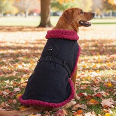 Dog wearing a black coat with pink trim sitting on a grassy area with fallen leaves.