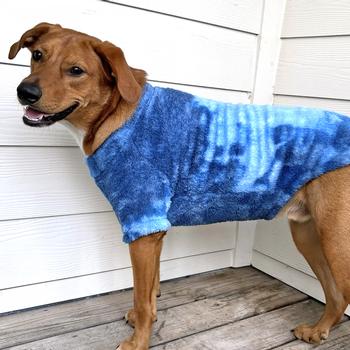 Dog wearing a blue sweater standing on a wooden deck.