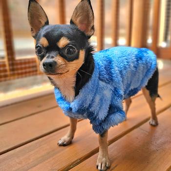 Small dog wearing a tie-dye blue sweater on a wooden floor