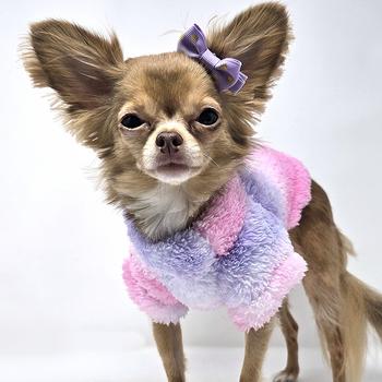 Small dog wearing a pink and purple fluffy tye-die sweater on a white background