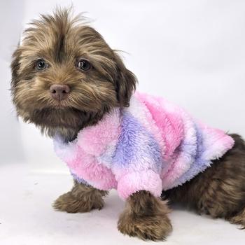Small dog wearing a colorful fleece sweater on a white background