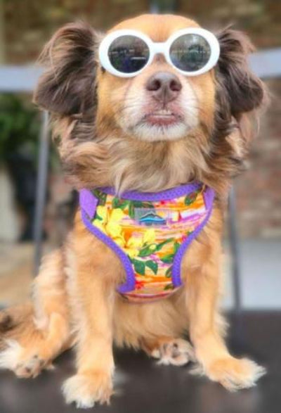 Dog wearing sunglasses and a colorful harness sitting on a surface.
