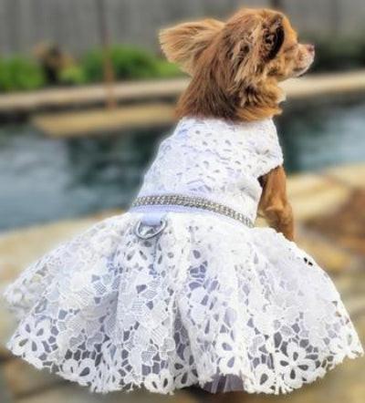 Dog wearing a white lace dress sitting on a wooden dock.