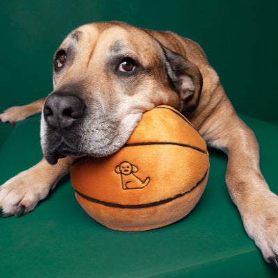 Dog holding a basketball with a logo on a green background