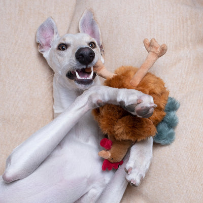 White dog playing with a plush toy on a beige surface