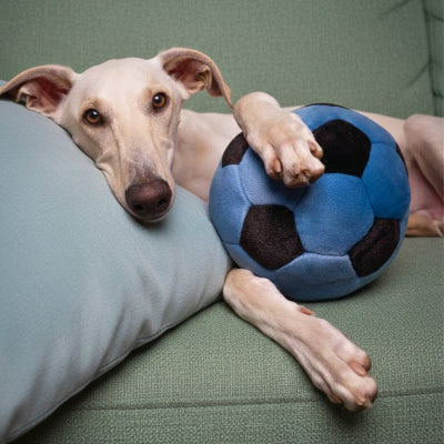 Dog lying on a couch with a blue and black soccer ball toy