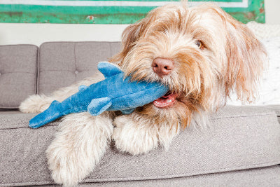 Dog playing with a blue shark toy on a gray couch