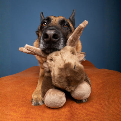 A German Shepherd dog sits on an orange cushion against a blue background, holding a brown plush stuffed moose in its mouth.