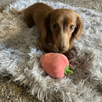Dog lying on a fluffy blanket with a pink plush strawberry toy