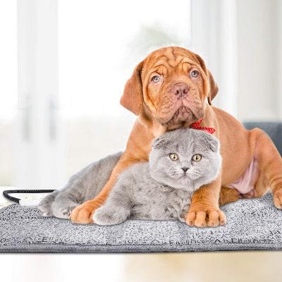 Puppy and cat lying on a cushion together